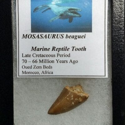 Cretaceous Mosasaur Tooth
