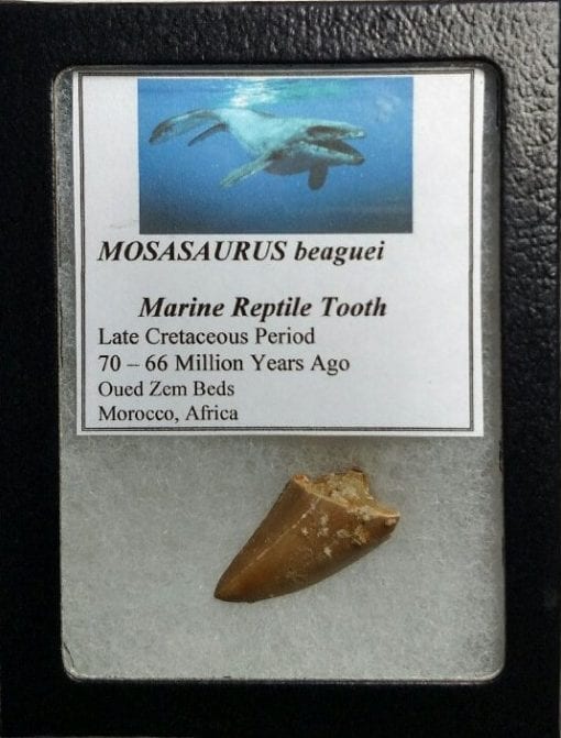 Cretaceous Mosasaur Tooth