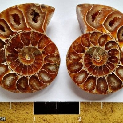 Split Pair Ammonite