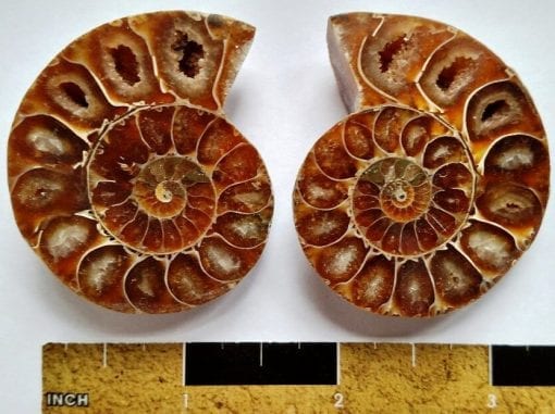Split Pair Ammonite
