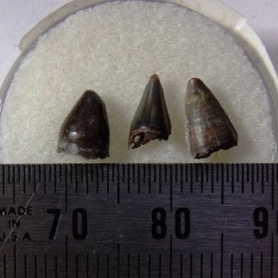 3 Croc Teeth