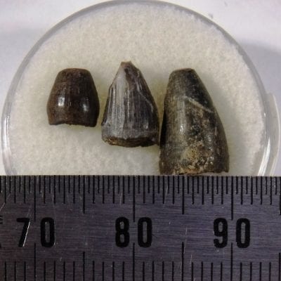 Como Bluff Crocodile