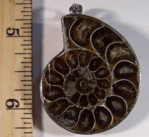 Polished Ammonite Necklace Fob