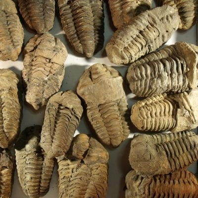 Affordable Diacalymene Trilobite