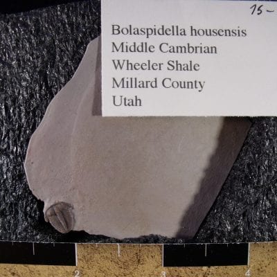 Floating Bolaspidella Trilobite