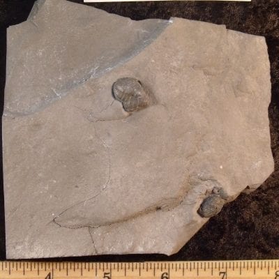 Crinoid Calyx and Cystoid