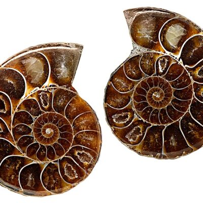 Small Split Pair Ammonites