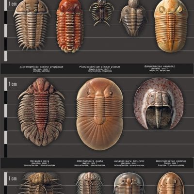 Selected Wenlockian Trilobites