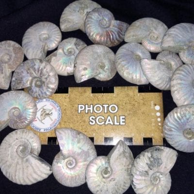 Silver Iridescent Ammonite