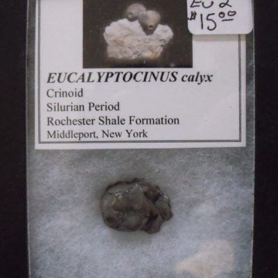Small Eucalyptocrinus Crinoid Calyx