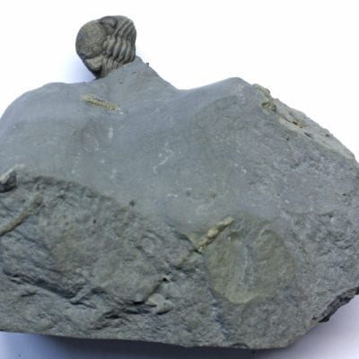 Rare Eldredgeops Camouflaged