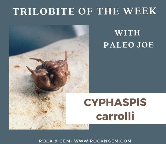 Trilobite of the Week: CYPHASPIS carrolli