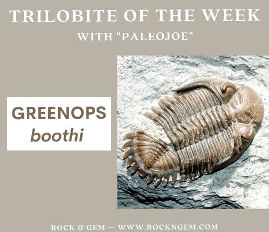 Trilobite of the Week: GREENOPS boothi