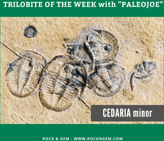 Trilobite of the Week: CEDARIA minor