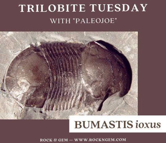 Trilobite of the Week: BUMASTIS ioxus