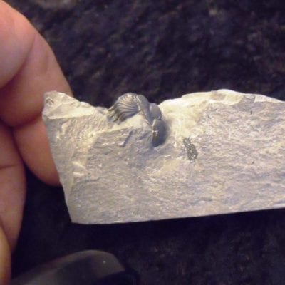 Penn Dixie Eldredgeops