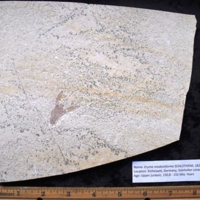 Solenhofen Eryma Lobster