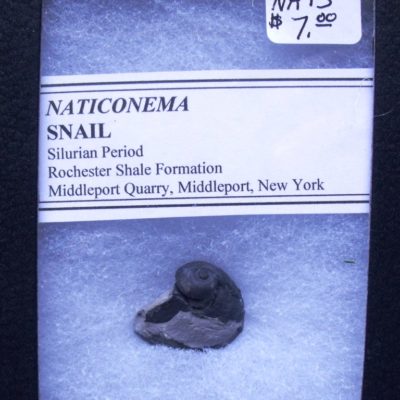 Naticonema Gastropod Snail