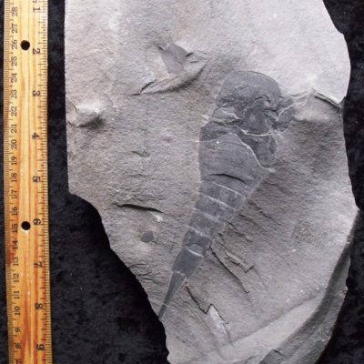 Lang's Quarry Eurypteris