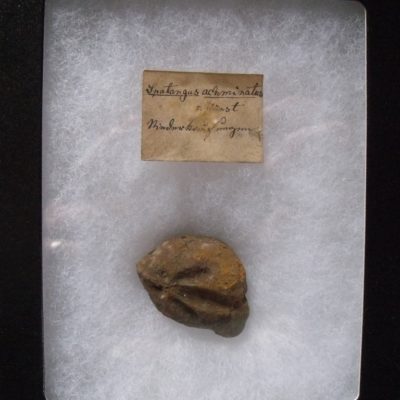 Sea Urchin Echinoderm