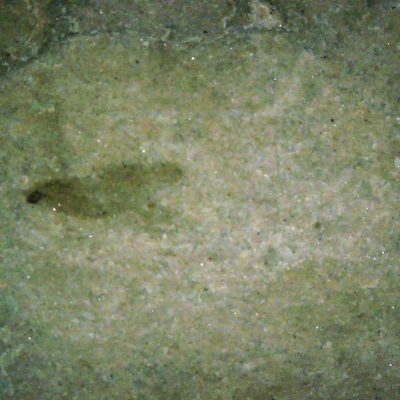 Affordable Fossil Fly