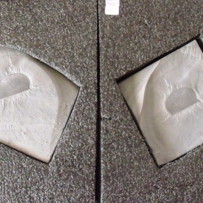 Branchiocaris Phyllocarid