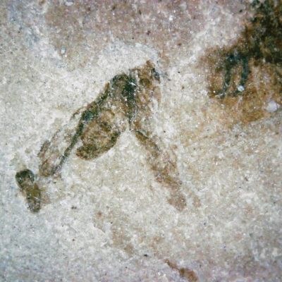 Affordable Fossil Fly