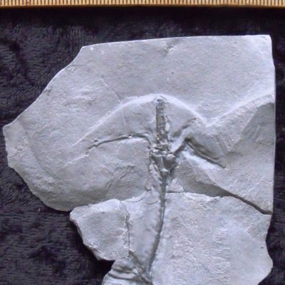 Complete Dendrocrinus longidactylus