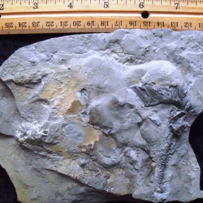 Dimerocrinites and Homocrinus