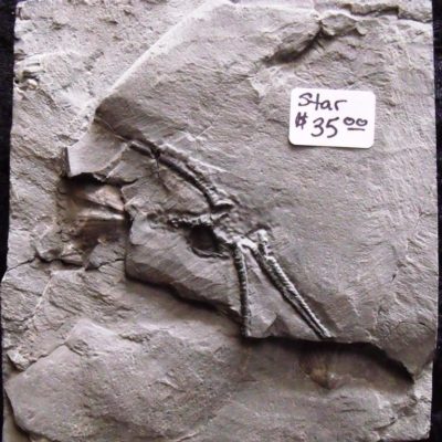 Partial Protaster Starfish