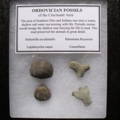 Ordovician Fossil Frame