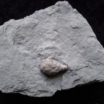 Cabinet Piece Holocystites