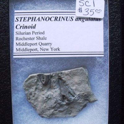 Rare Stephanocrinus plus Crinobrachiatus