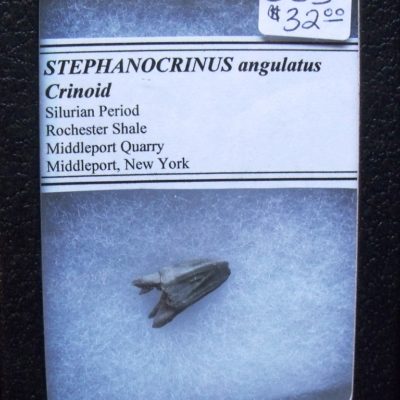 A Rare Stephanocrinus