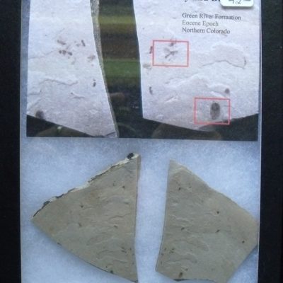 Colorado Fossil Insects