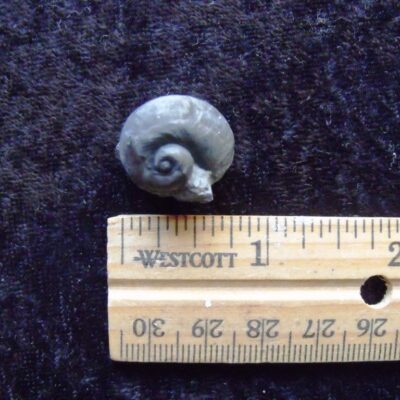 A Naticonema Gastropod