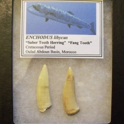 Two Enchodus Teeth