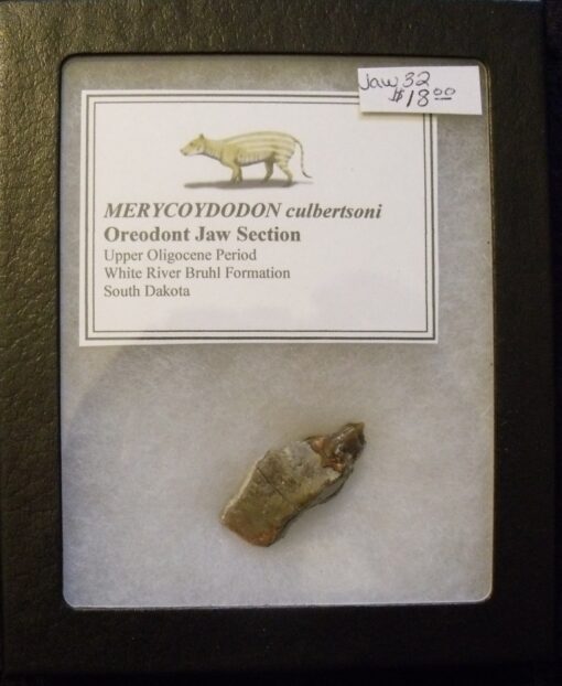 Fossil Jaw Section