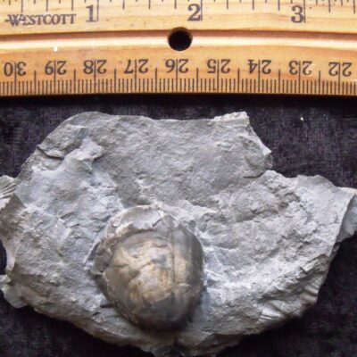 Silurian Whitfiedella Brachiopod