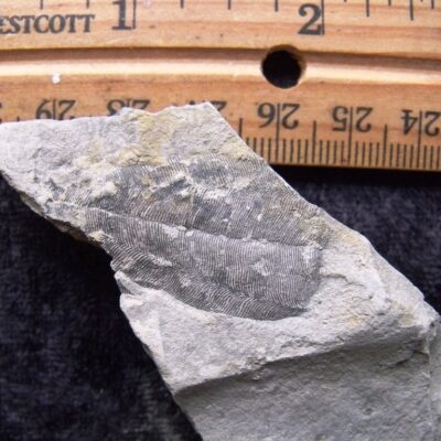 Detailed Silurian Conularia