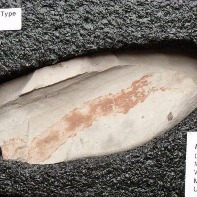 Burgess Shale Type Margaretia