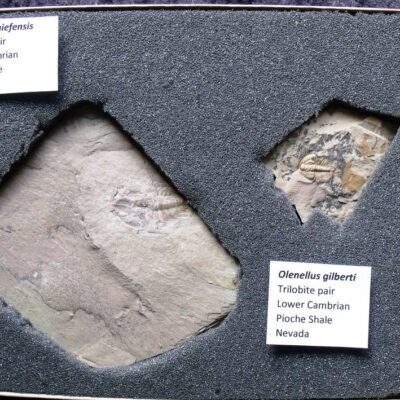 2 Different Species Olenellus