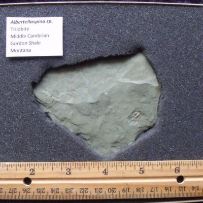 Small Albertellaspina Trilobite