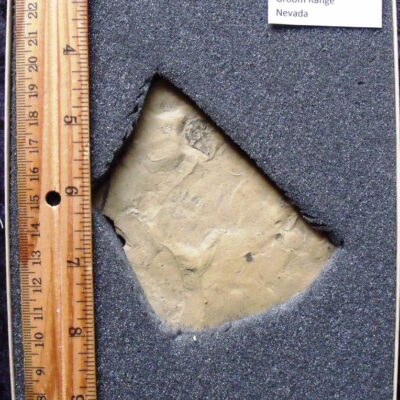 Olenellus terminatus Trilobite