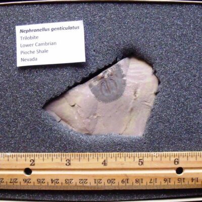 Nephronellus genticulatus