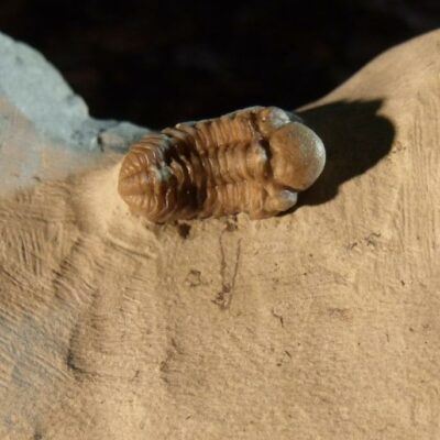 Small Kainops Trilobite