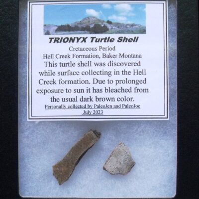 Affordable Cretaceous Turtleshell