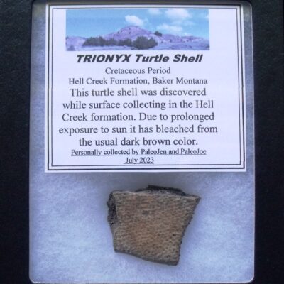Trionyx Turtle Shell