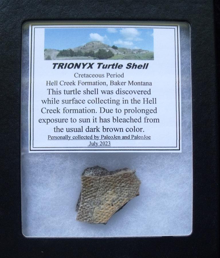 Fossil Turtle Scute Paleo Joe