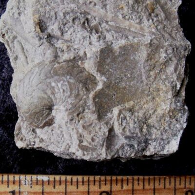 Koenenites Cephalopod Fossil 3